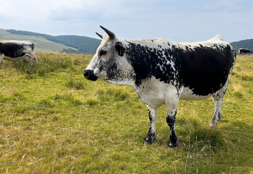 20220720-3352-Vache vosgienne