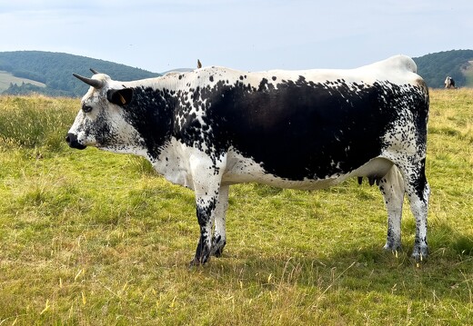 20220720-3354-Vache vosgienne