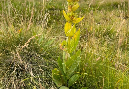 20220720-3361-Gentiane