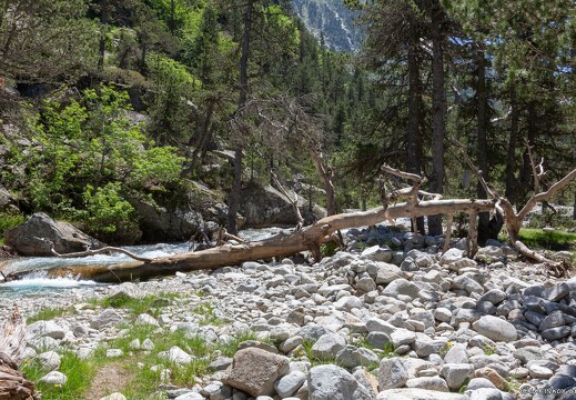 20180626-1303-Au lac de Gaube Arbre mort