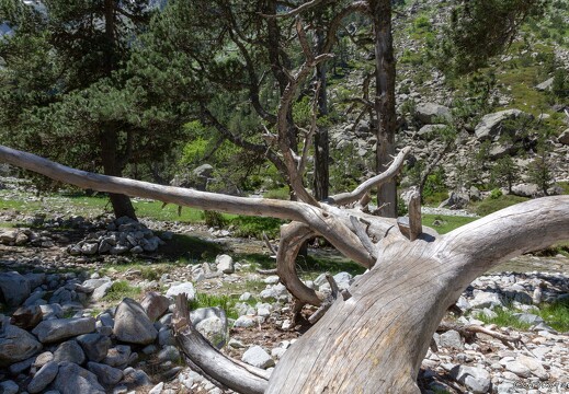 20180626-1305-Arbre mort Au lac de Gaube