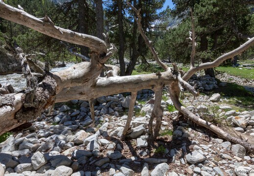 20180626-1306-Arbre mort Au lac de Gaube
