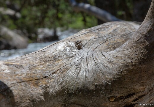 20180626-1307-Arbre mort Au lac de Gaube