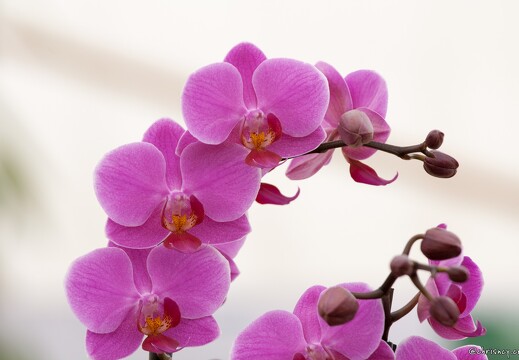 20090407-2047-Orchidee