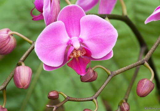 20090407-2060-Orchidee