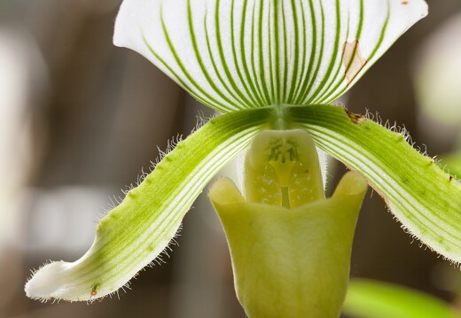 20090407-2082-Orchidee Paphiopedilum Claire de lune