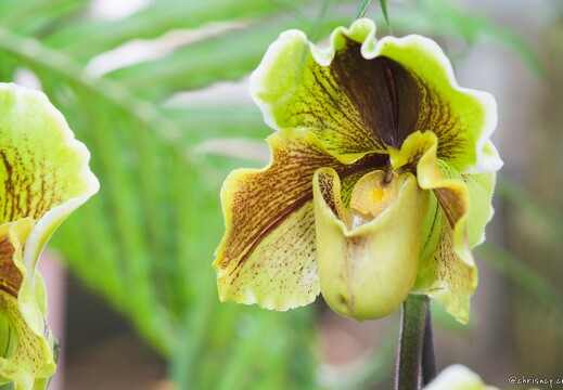 20090407-2089-Orchidee Paphiopedilum Lippewunder