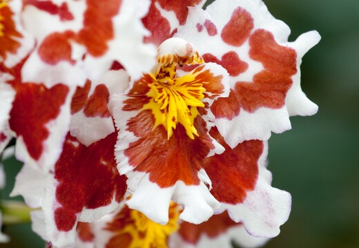 20090407-2116-Orchidee Odontoglossum Hybride