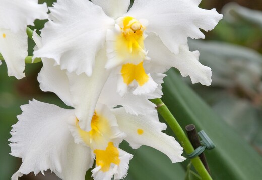 20090407-2112-Orchidee Odontoglossum Hybride