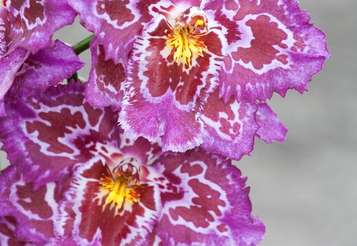 20090407-2119-Orchidee Odontoglossum Hybride
