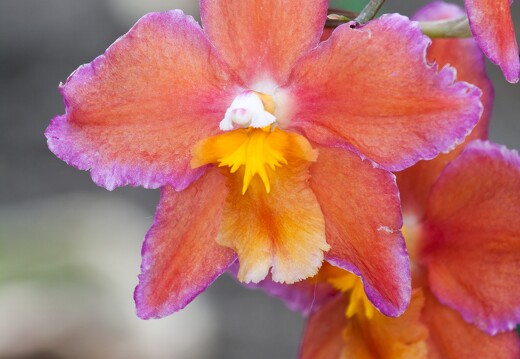 20090407-2117-Orchidee Odontoglossum Hybride