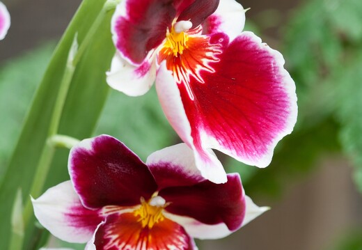 20090407-2135-Orchidee