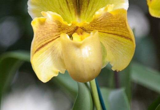20090407-2137-Orchidee