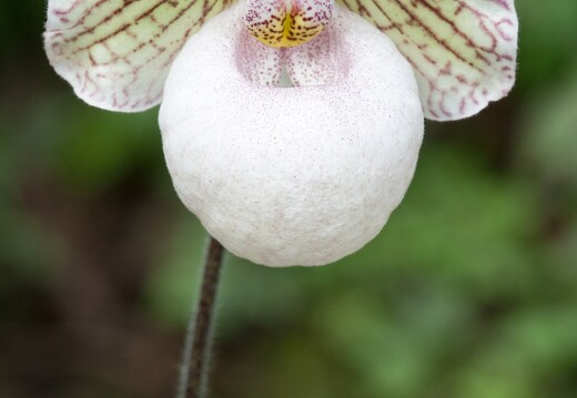 20090407-2143-Orchidee