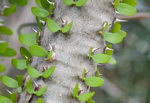 20090407-2157-Vivace succulente epineuse