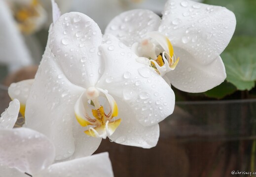 20090407-2148-Orchidee