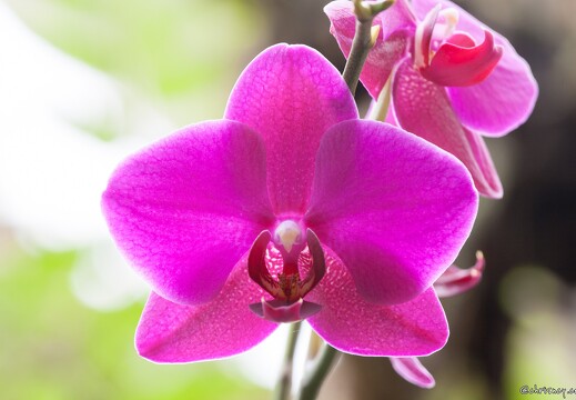 20090407-2173-Orchidee