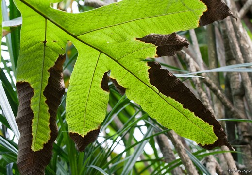 20090407-2179-Feuille