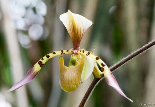 20090407-2178-Orchidee