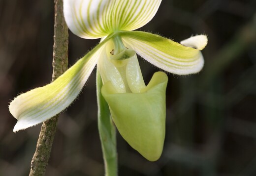 20090407-2186-Orchidee Paphiopedilum Claire de lune