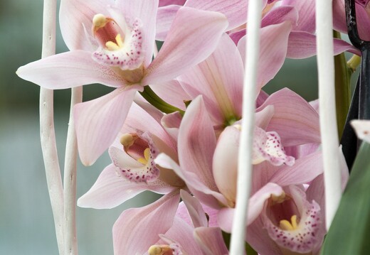 20090407-2235-Orchidee