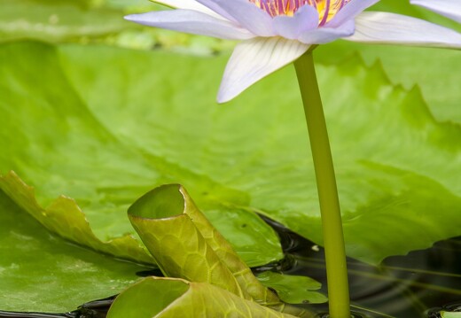 20090407-2227-Nymphaea Colorata Lotus pygmee