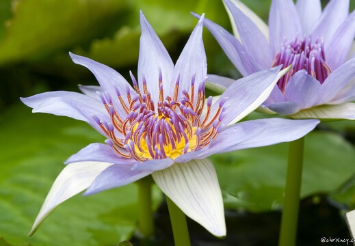 Orchidées Expo Internationale Nancy 2009