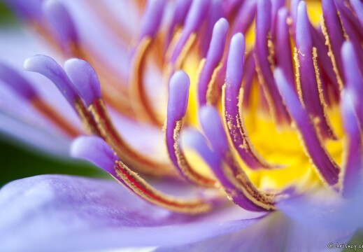 20090407-2267-Nymphaea Colorata Lotus pygmee