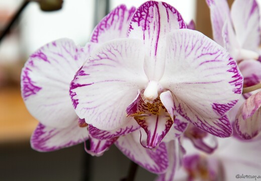 20090407-2278-Orchidee