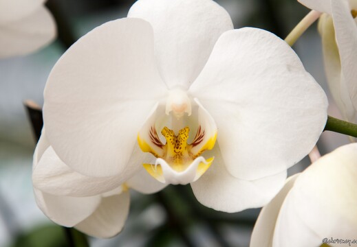 20090407-2281-Orchidee