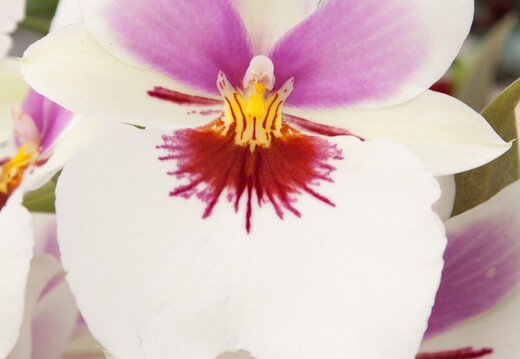 20090407-2300-Orchidee