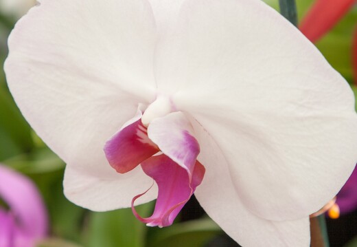 20090407-2301-Orchidee