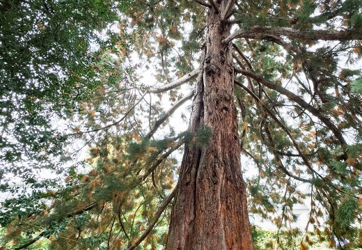 Wesserling le parc Sequoia