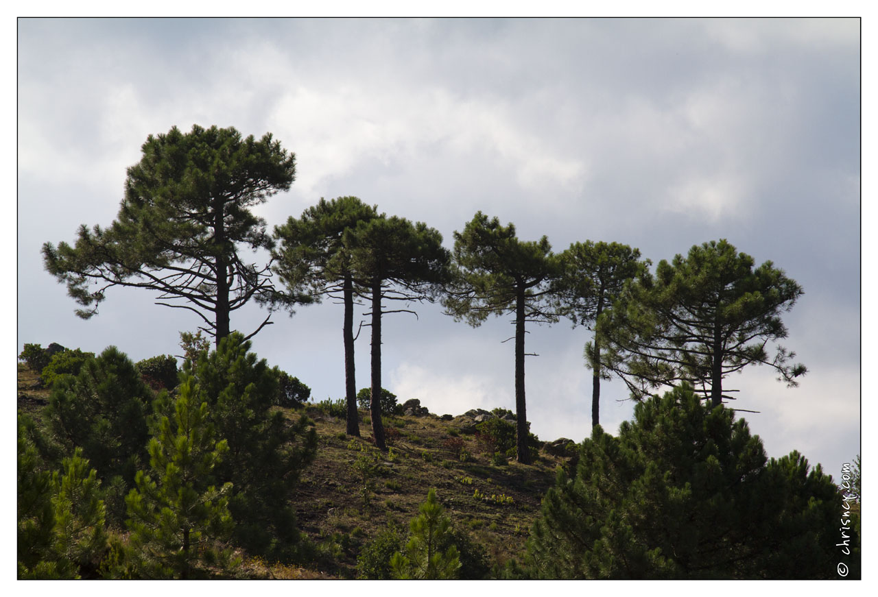 20120910-010_6083-Corse_Pins_Laricio.jpg