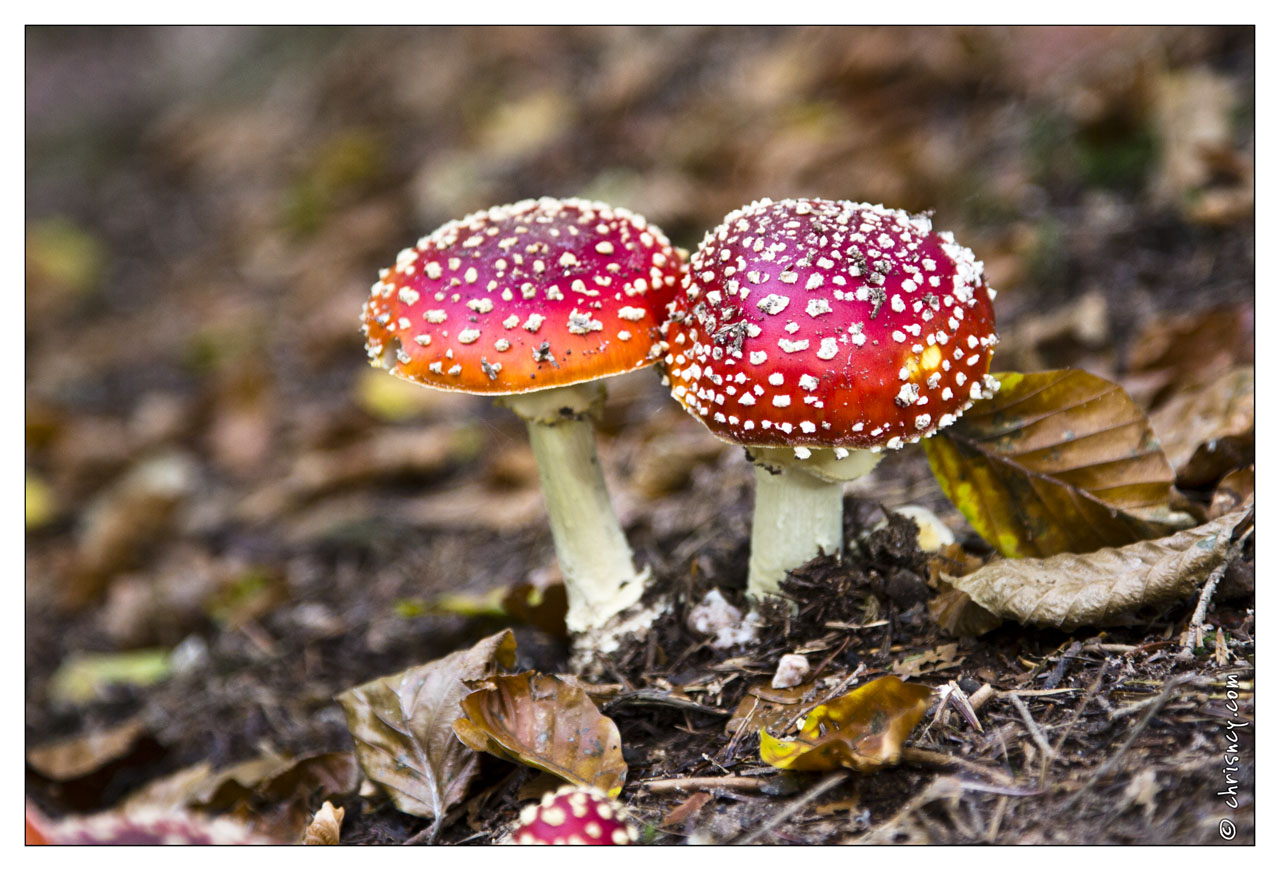 20121019-0208-Champignon.jpg