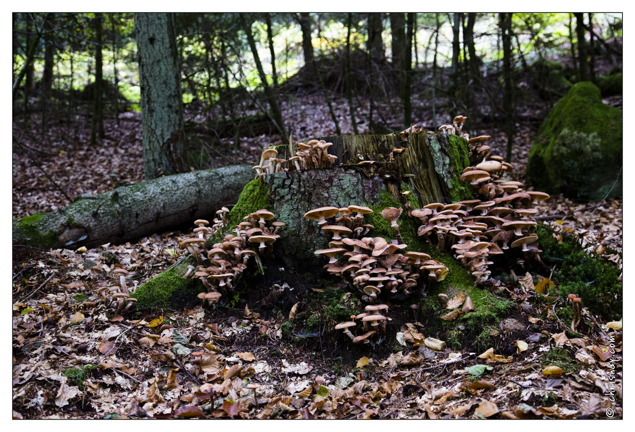20121019-0226-Champignon - 20121019-0226-Champignon.jpg 20121019-0226-Champignon.jpg