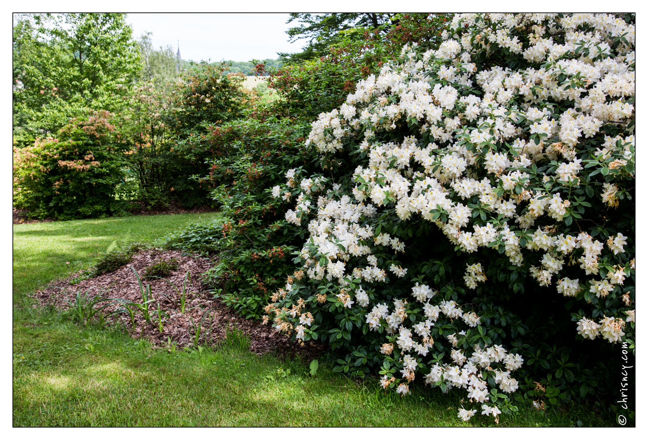 20130619-8323-Jardins_de_Callunes_Rhodendron.jpg