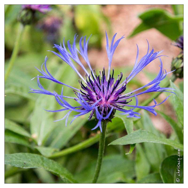 20130619-8339-Jardins_de_Callunes_Centauree_bleuet_vivace.jpg