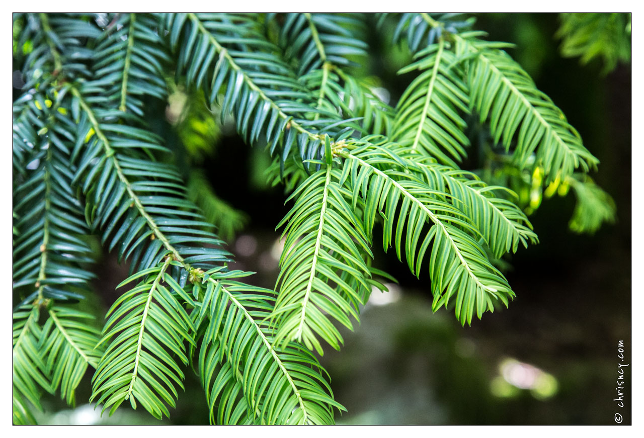 20130619-8342-Jardins_de_Callunes.jpg