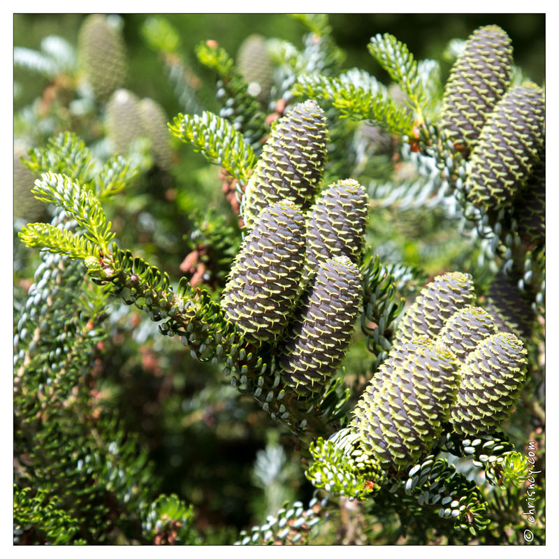 20130619-8347-Jardins_de_Callunes_Abies_Koreana.jpg