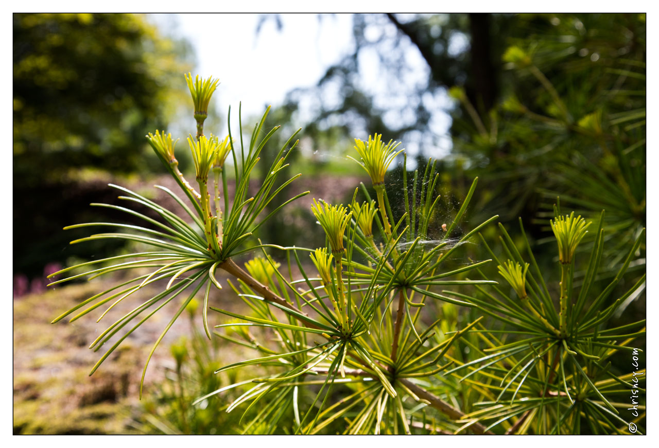 20130619-8356-Jardins_de_Callunes.jpg