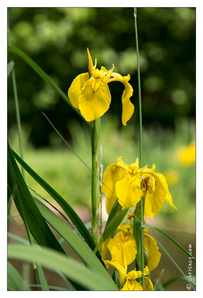 20130619-8364-Jardins_de_Callunes.jpg