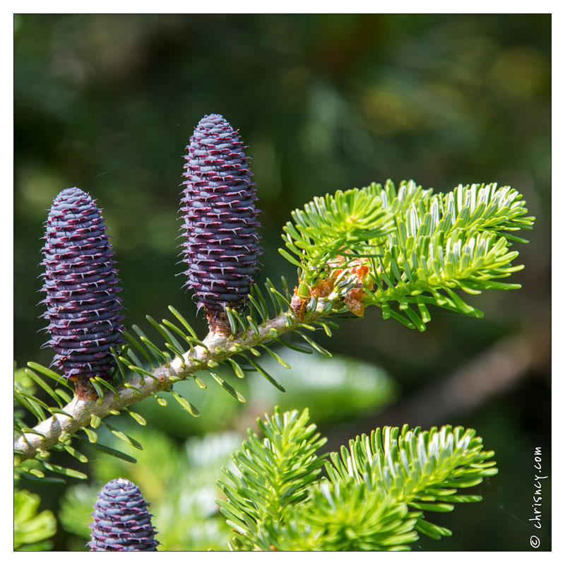 20130619-8400-Jardins_de_Callunes_Abies_Koreana.jpg