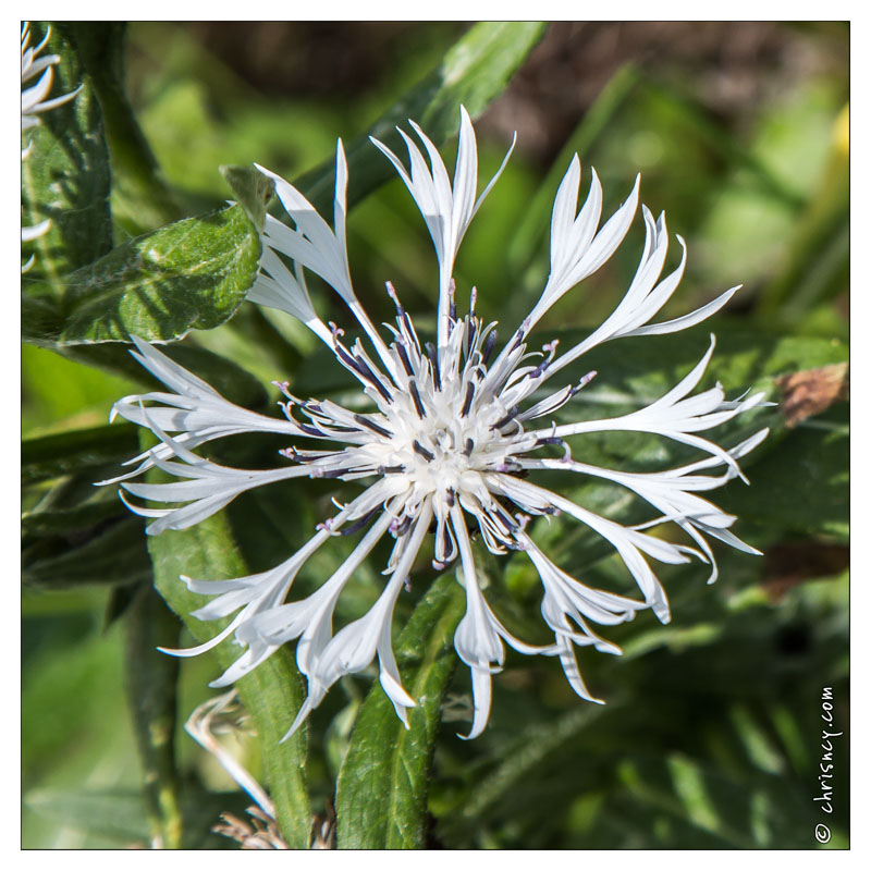 20130619-8407-Jardins_de_Callunes_Centauree.jpg