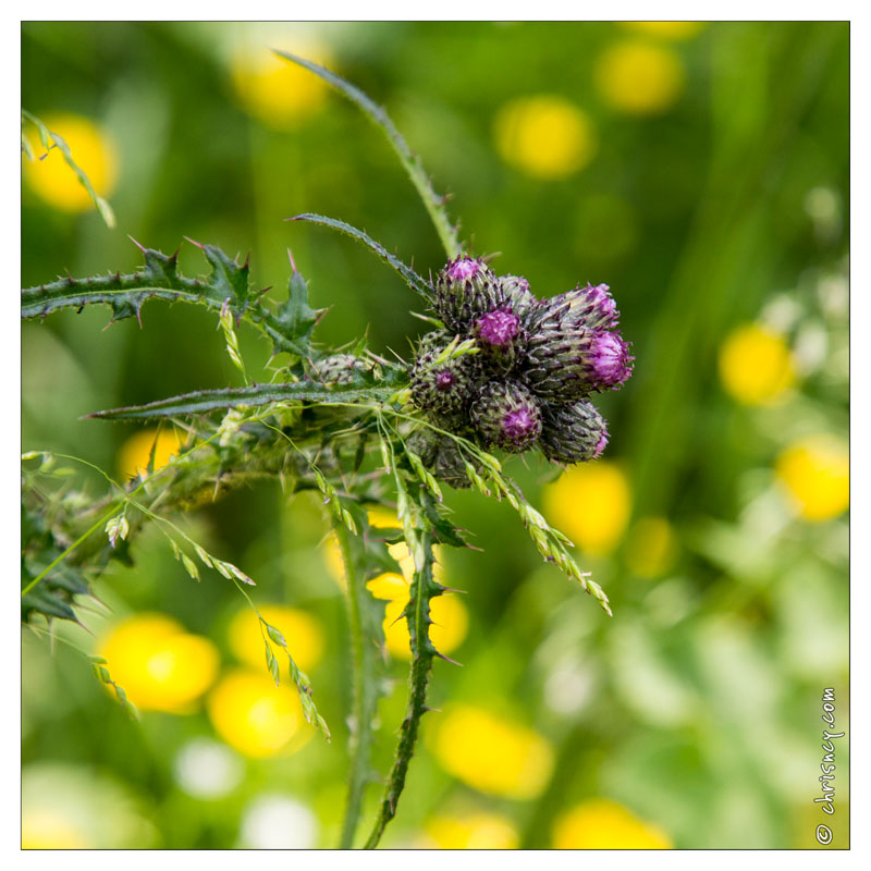 20130619-8448-Jardins_de_Callunes_Chardon.jpg