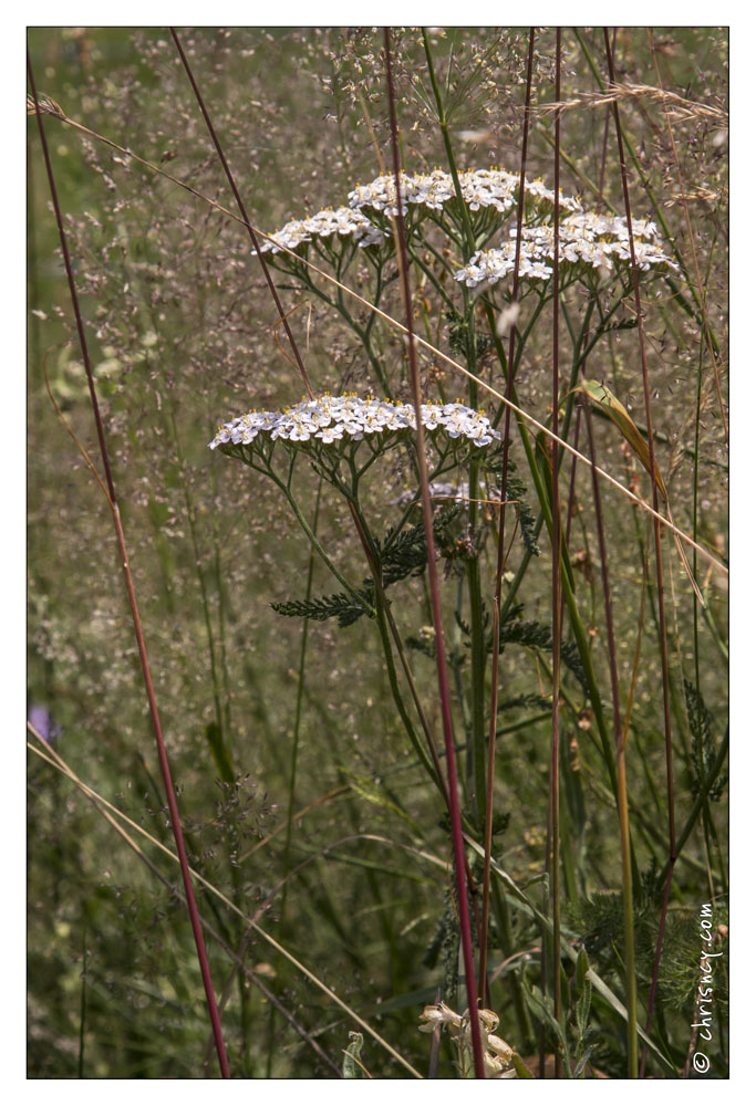 20130719-9914-Ombellifère.jpg