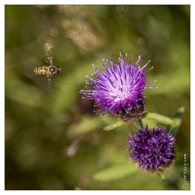 20130719-9927-Chardon.jpg