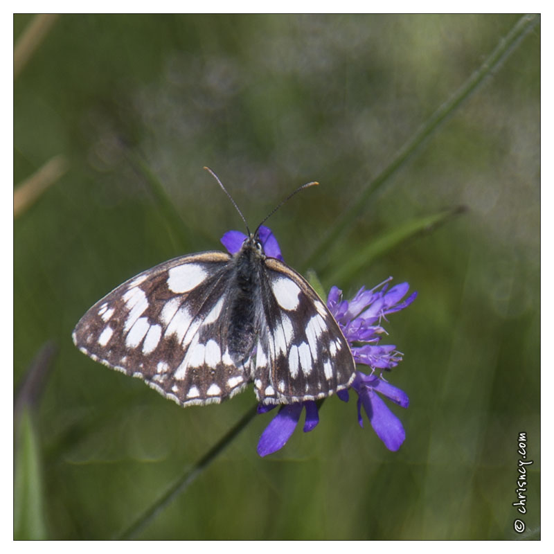 20130719-9935-Papillon_demi_deuil.jpg