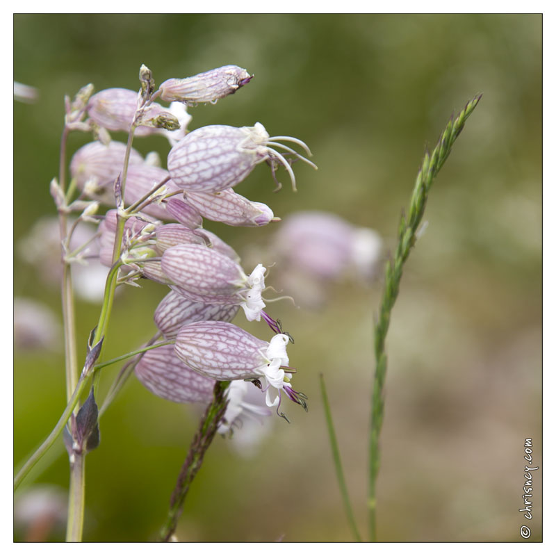 20130719-9949-Silene.jpg