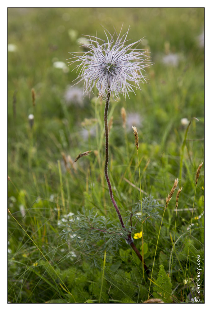 20130719-9952-Fleur.jpg